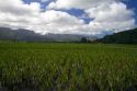 Taro crop growing at Hanalei on the island of Kauai, Hawaii, USA.