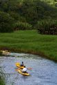 Kayaking the Hanalei River on the island of Kauai, Hawaii, USA.