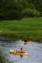 Kayaking the Hanalei River on the island of Kauai, Hawaii, USA.