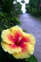 Hibiscus flower at Chaweng beach on the island of Ko Samui, Thailand.