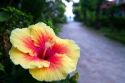 Hibiscus flower at Chaweng beach on the island of Ko Samui, Thailand.