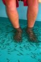 Foot pedicure given by doctor fish on the island of Ko Samui, Thailand.