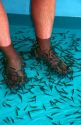 Foot pedicure given by doctor fish on the island of Ko Samui, Thailand.