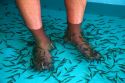 Foot pedicure given by doctor fish on the island of Ko Samui, Thailand.