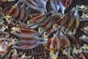 Vendor selling dried fish at an open air market on the island of Ko Samui, Thailand.