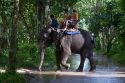 Tourists ride atop asian elephants on the island of Ko Samui, Thailand.