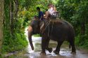 Tourists ride atop asian elephants on the island of Ko Samui, Thailand.