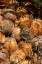 Newly harvested coconuts from coconut palm trees on the island of Ko Sumai, Thailand.