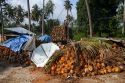 Newly harvested coconuts from coconut palm trees on the island of Ko Sumai, Thailand.
