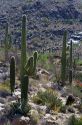 Saguaro cactus in Saguaro National Park located in southern Arizona, USA.