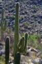 Saguaro cactus in Saguaro National Park located in southern Arizona, USA.