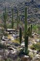 Saguaro cactus in Saguaro National Park located in southern Arizona, USA.