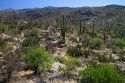 Saguaro cactus in Saguaro National Park located in southern Arizona, USA.