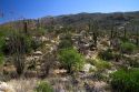 Saguaro cactus in Saguaro National Park located in southern Arizona, USA.