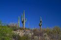 Saguaro cactus in Saguaro National Park located in southern Arizona, USA.