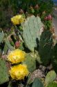 Prickly pear cactus in the Saguaro National Park in southern Arizona, USA.