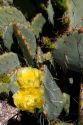 Prickly pear cactus in the Saguaro National Park in southern Arizona, USA.