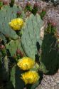 Prickly pear cactus in the Saguaro National Park in southern Arizona, USA.