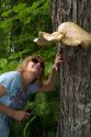 Bracket or Shelf Fungi at Pictured Rocks National Lakeshore located on the shore of Lake Superior in the Upper Peninsula of Michigan, USA.