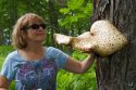 Bracket or Shelf Fungi at Pictured Rocks National Lakeshore located on the shore of Lake Superior in the Upper Peninsula of Michigan, USA.