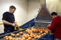 Workers sort, grade, and package onions in Nyssa, Oregon, USA.
