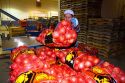 Worker moves packaged onions in Nyssa, Oregon, USA.