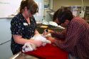 Veterinarian using laser therapy on a small dog to promote healing and stimulate blood flow after surgery in Boise, Idaho, USA.