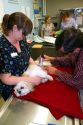 Veterinarian using laser therapy on a small dog to promote healing and stimulate blood flow after surgery in Boise, Idaho, USA.