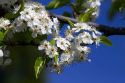 Ornamental pear tree in bloom along Harrison Boulevard in Boise, Idaho, USA.