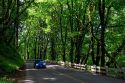 Deciduous trees line the Historic Columbia River Highway, Oregon, USA.