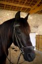 Horse on a farm near Angouleme in southwestern France.