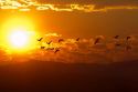 A flock of geese fly at sunrise in Boise, Idaho, USA.