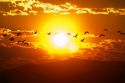 A flock of geese fly at sunrise in Boise, Idaho, USA.