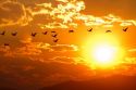 A flock of geese fly at sunrise in Boise, Idaho, USA.