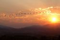 A flock of geese fly at sunrise in Boise, Idaho, USA.