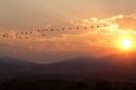 A flock of geese fly at sunrise in Boise, Idaho, USA.