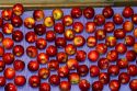 Sorted apples being packaged at Symms Fruit Ranch near Sunny Slope, Idaho, USA.