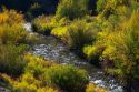Autumn color along the Logan River in Logan Canyon, Utah, USA.