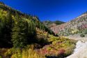 Autumn color along the Logan River in Logan Canyon, Utah, USA.