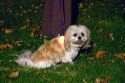 Small dog on a leash wearing a light a night in Boise, Idaho, USA.