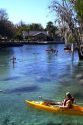 Tourists viewing manatees from kayaks in the Crystal River National Wildlife Refuge at Kings Bay, Florida, USA.