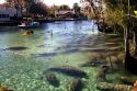 Tourists viewing manatees from kayaks in the Crystal River National Wildlife Refuge at Kings Bay, Florida, USA.