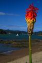 Tritoma or Torch lily at Bay of Islands at the town of Paihia, North Island, New Zealand.