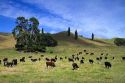 Cattle graze on farmland near Lake Taupo, Waikato Region, North Island, New Zealand.