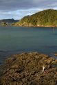 Woman collecting mussels along the rocky coast of Bay of Island, North Island, New Zealand.