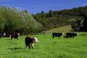 Cattle graze on farmland near Kawakawa, North Island, New Zealand.