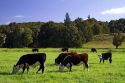Cattle graze on farmland near Kawakawa, North Island, New Zealand.