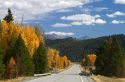 Trees in autumn color along Highway 75 near Ketchum, Idaho, USA.