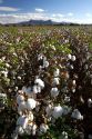 Cotton field near Phoenix, Arizona, USA.