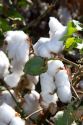 Cotton field near Phoenix, Arizona, USA.